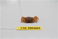 藏品(萬歲大眼蟹)的圖片